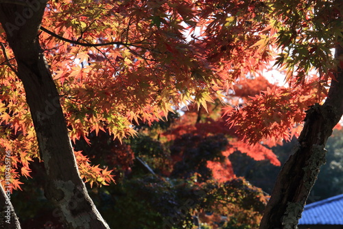 Autumn leaves of Nara Park in Japan