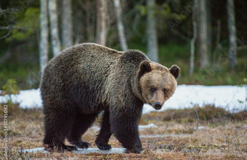 Wild Adult Brown Bear (Ursus arctos) on a bog in spring forest.