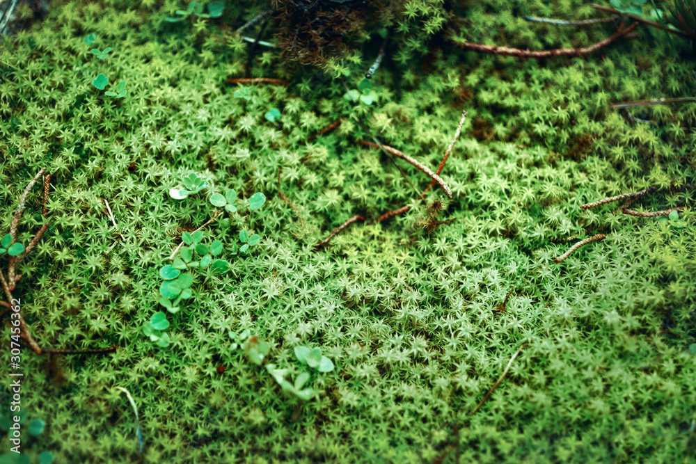 Green moss of the undergrowth, background Green moss of the undergrowth, background