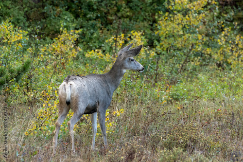 Mule Deer (Odocoileus hemionus)