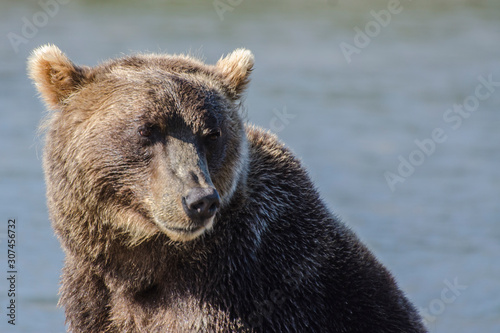 Wallpaper Mural Brown Bear - Kamchatka - Russia Torontodigital.ca