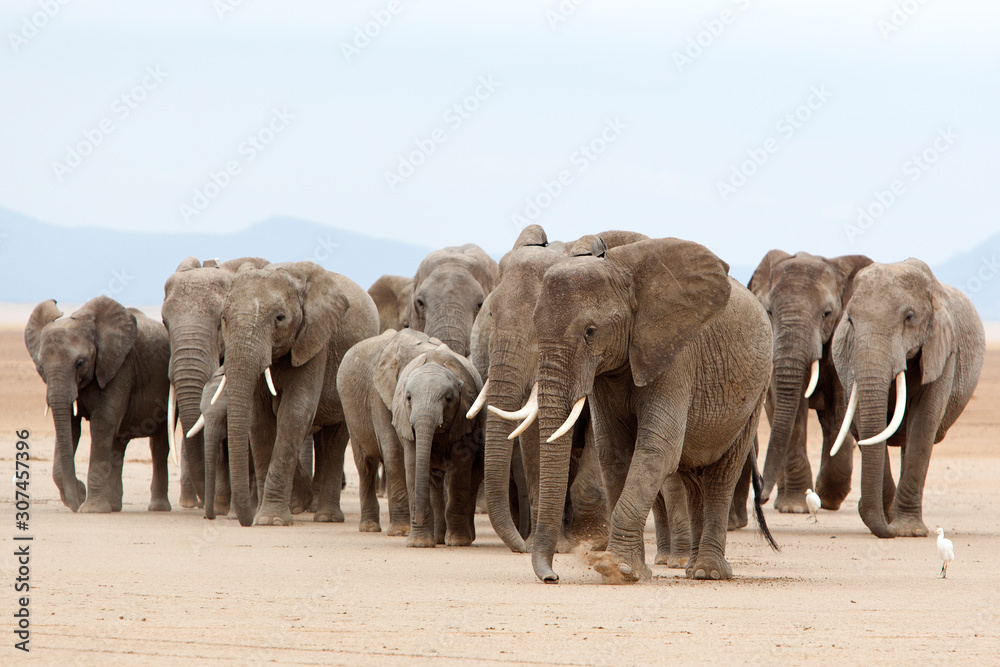 Elephant herd walking through a dry lake, Kenya Elephant herd walking through a dry lake, Kenya