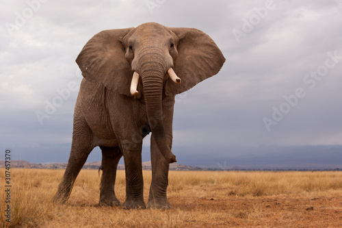 A lone elephant standing in the distance, Kenya