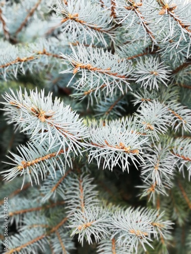Beautiful branches of blue spruce in the outdoor in background of a xmas pine