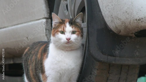 4k UHD Cat relaxing under a car at parking place. Close up clip