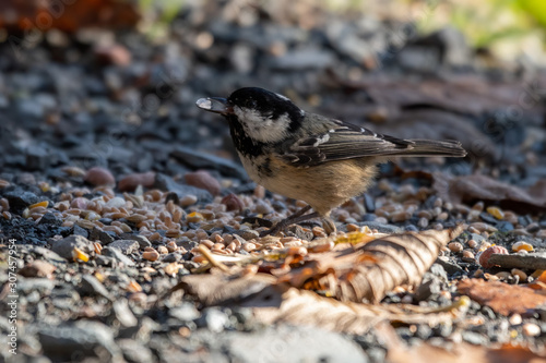 Coal Tit Standing on the Ground Feeding on Seeds