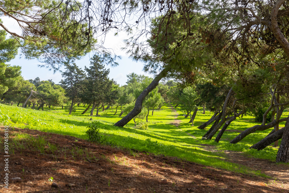 hiking trail leading through green meadow with trees hiking trail leading through green meadow with trees