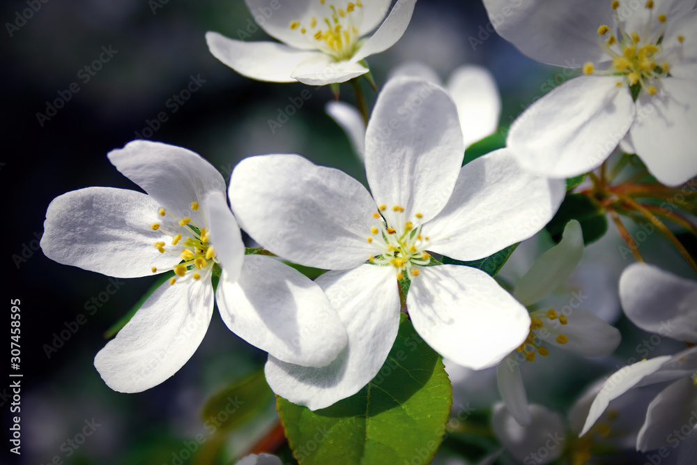 Blooming branch of wild apple tree on a blurred background.