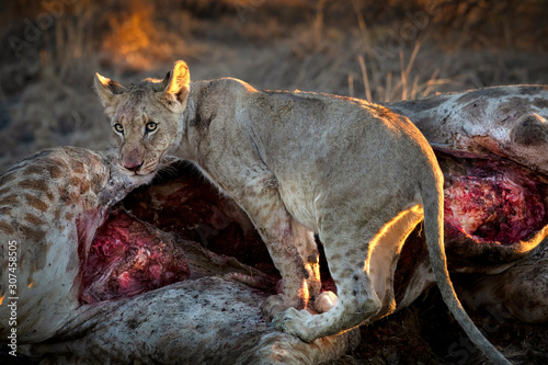 A juvenile lion eating a giraffe