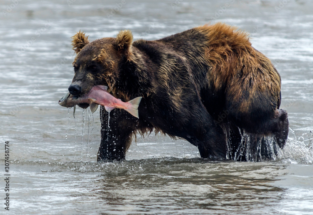 Brown bear and salmon