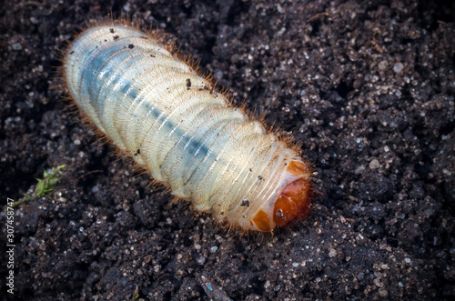 White chafer grub against the background of the soil. Larva of the May beetle. Agricultural pest.