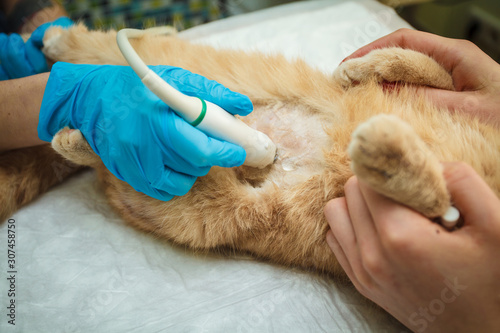 The doctor does an ultrasound examination of the cat's abdomen, an animal on the operating table, a doctor and a patient, a veterinary clinic. Scottish Fold Cat.