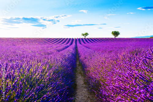 Lavender fields near Valensole, Provence, France. Beautiful summer landscape at sunset. Blooming lavender flowers