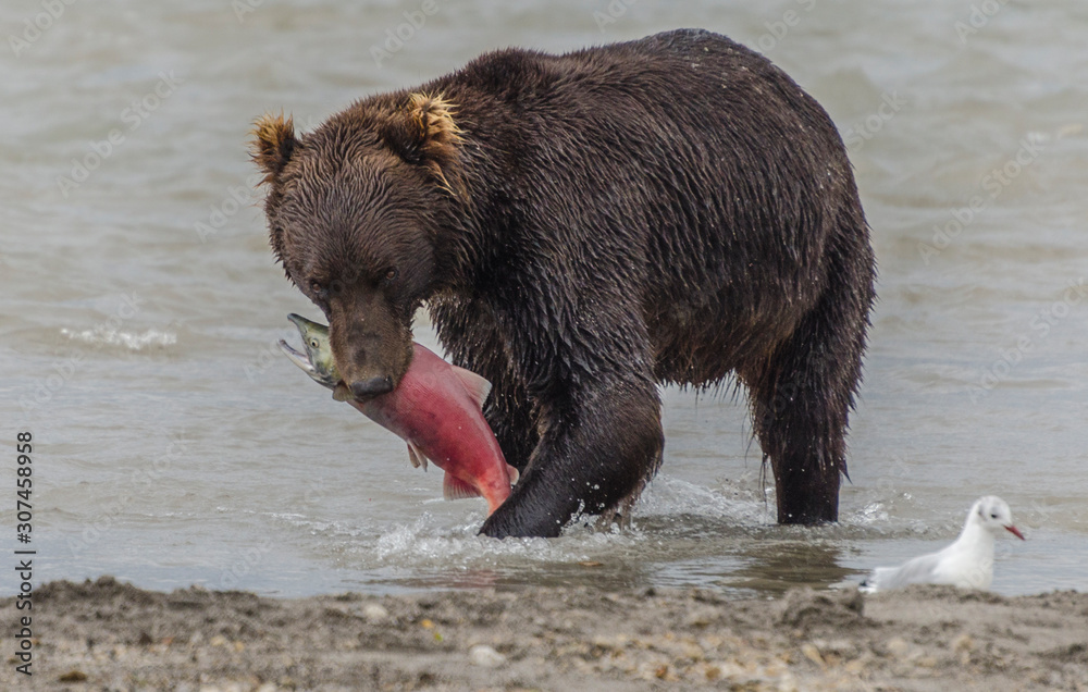 Brown bear - Kamchatka - Russia Brown bear - Kamchatka - Russia