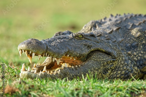Obraz na plátně Closeup of a crocodile with an open mouth on a blurry background