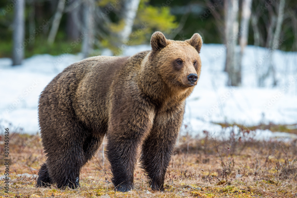 Obraz premium Wild Adult Brown Bear (Ursus arctos) on a bog in spring forest.