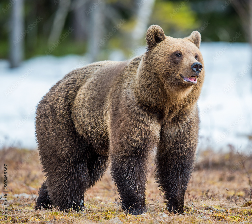 Fototapeta premium Wild Adult Brown Bear (Ursus arctos) on a bog in spring forest.