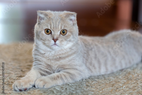 Cute Scottish fold kitten at home