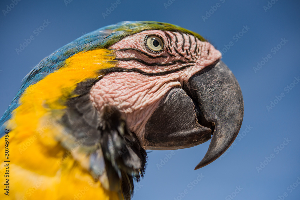 Arara and Jalapao deep blue sky Arara and Jalapao deep blue sky