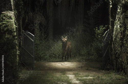 Maned wolf in the forest looking inside the cottage gates photo