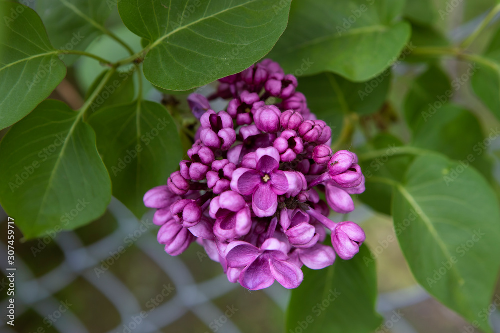 Common lilac, Syringa vulgaris, purple flower close up on on a blurred background. Cluster on brunch with leaves. Common lilac, Syringa vulgaris, purple flower close up on on a blurred background. Cluster on brunch with leaves.