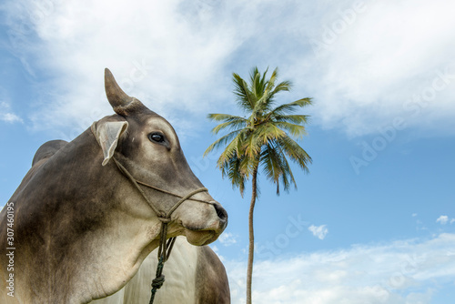 Ox tied and palm tree and blue sky on background photo