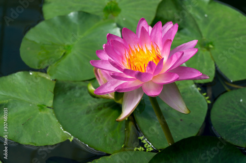 Lotus Flower  Nelumbo nucifera 