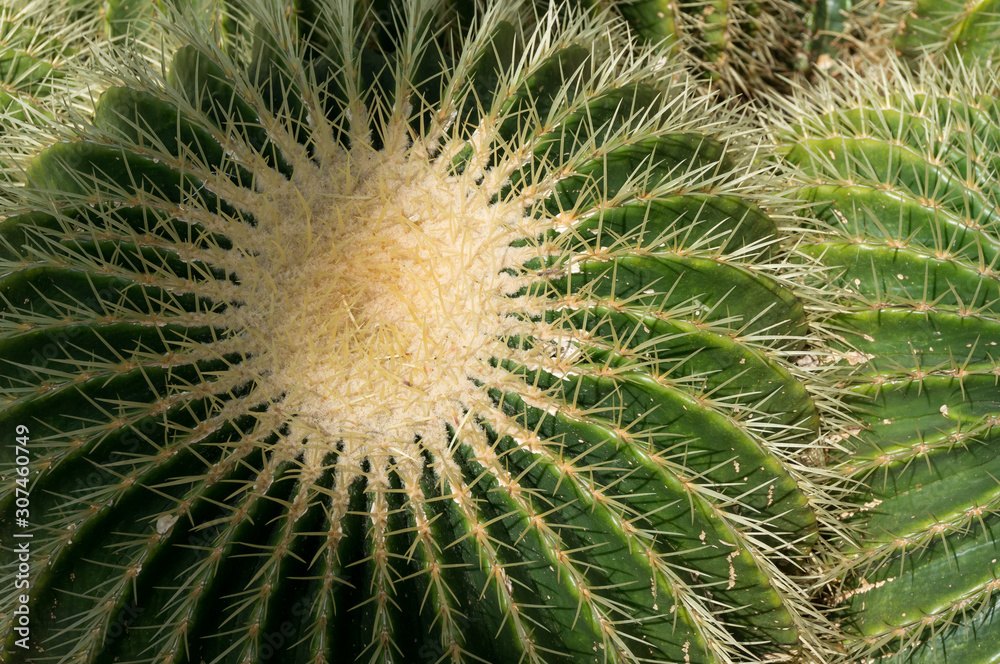 Golden Barrel Cactus (Echinocactus grusonii) Golden Barrel Cactus (Echinocactus grusonii)