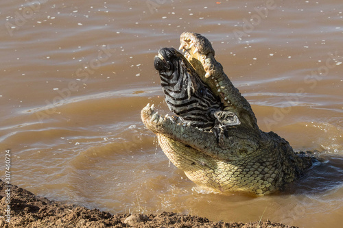 Torn apart by a crocodile, Maasai Mara National Reserve, Kenya photo