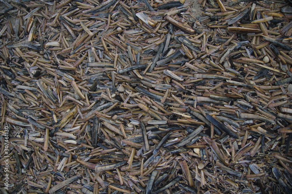 Stabmuscheln Stabmuscheln