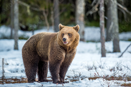Young Brown Bear (Ursus arctos) on a swamp in the spring forest