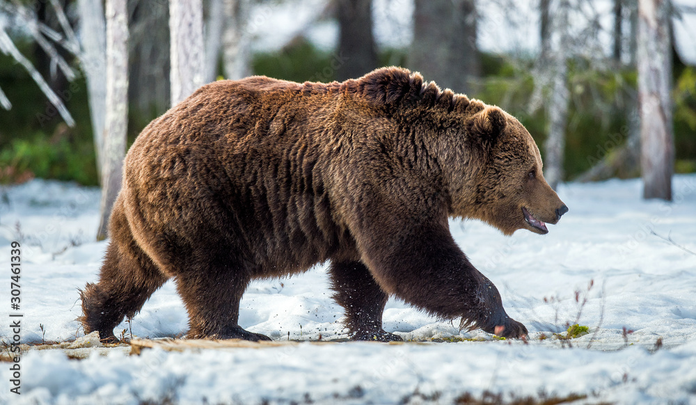 Brown Bear (Ursus arctos) male on the bog in spring forest. Brown Bear (Ursus arctos) male on the bog in spring forest.