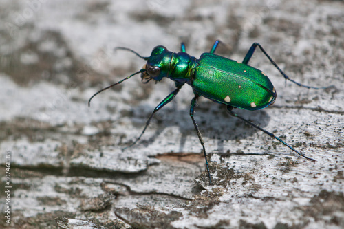 Green beetle