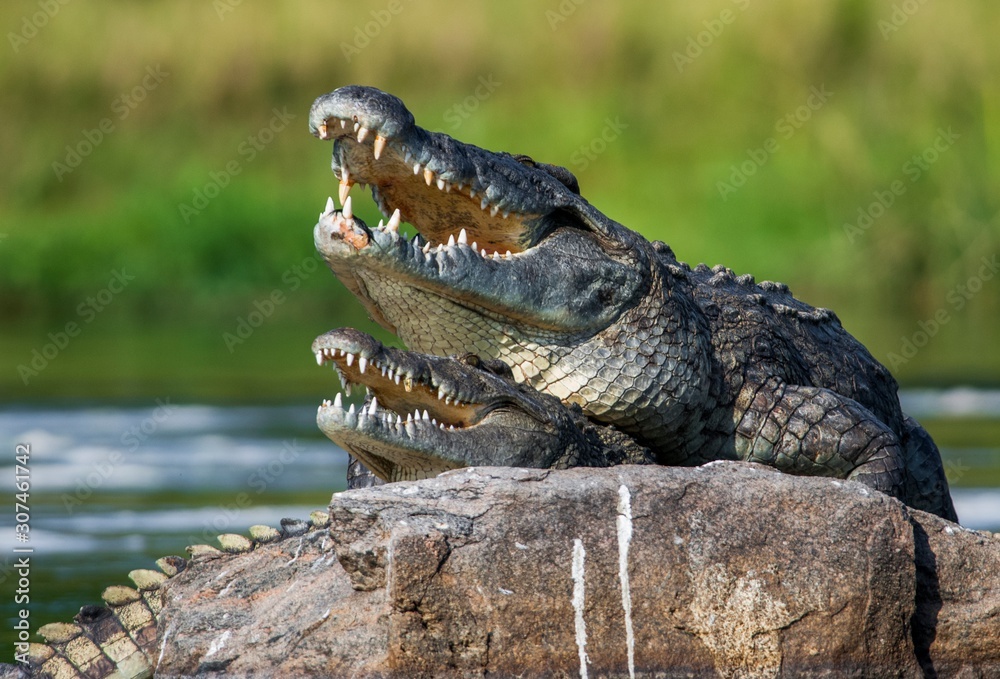 Fototapeta premium Mating Nile crocodile (Crocodylus niloticus). Two crocodiles with opened mouth