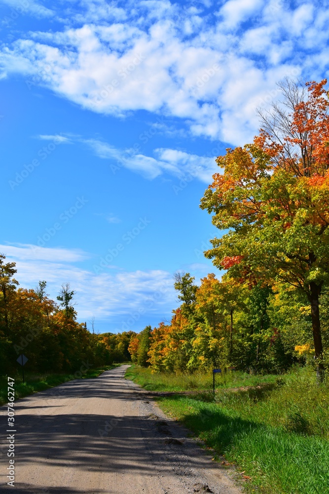 Naklejka premium autumn landscape with trees and blue sky