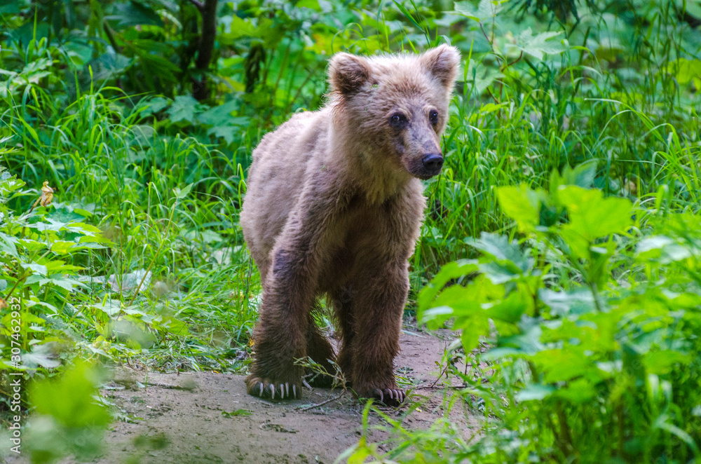 Fototapeta premium Brown bear cub 1 - Kamchatka - Russia
