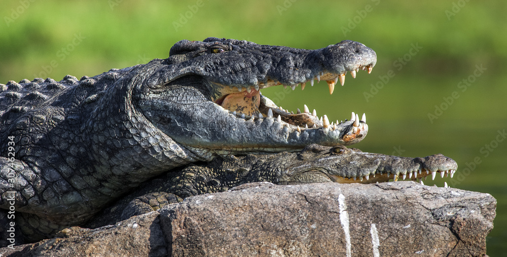 Fototapeta premium Mating Nile crocodile (Crocodylus niloticus). Two crocodiles with opened mouth