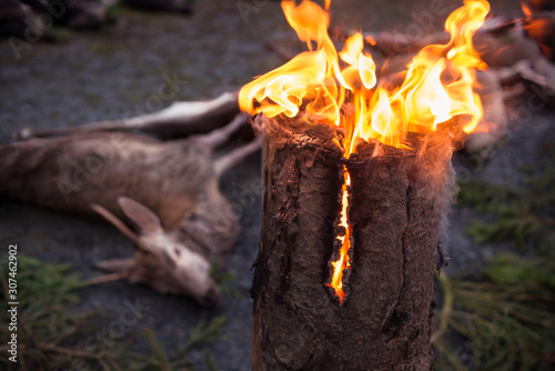 Burning log, dead deer on background photo