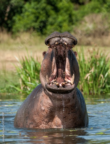 Fototapet Yawning  hippopotamus in the water