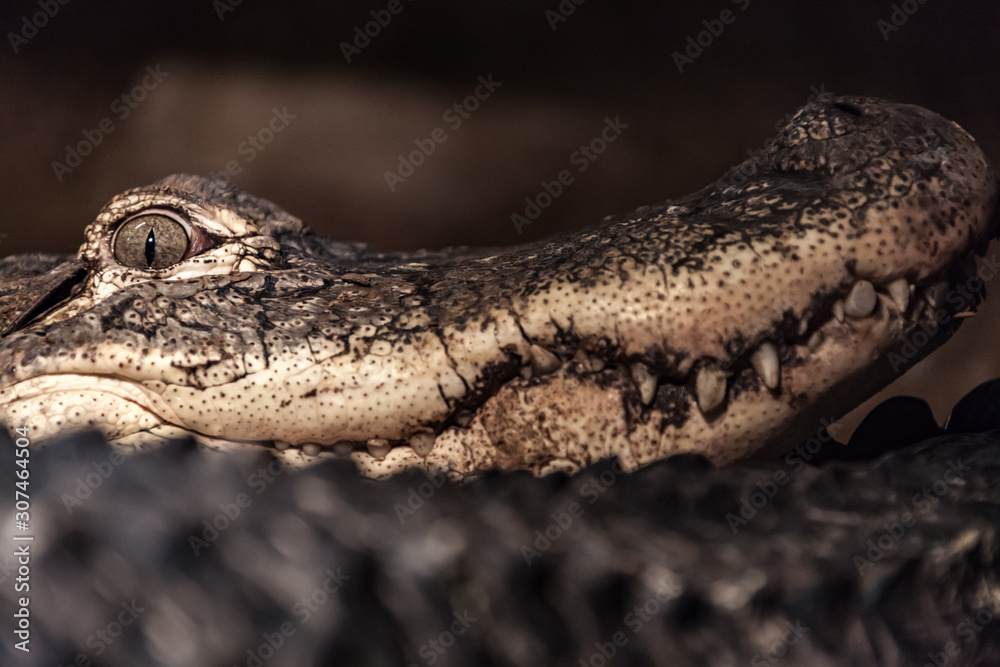 Fototapeta premium Crocodile looking at eating you.