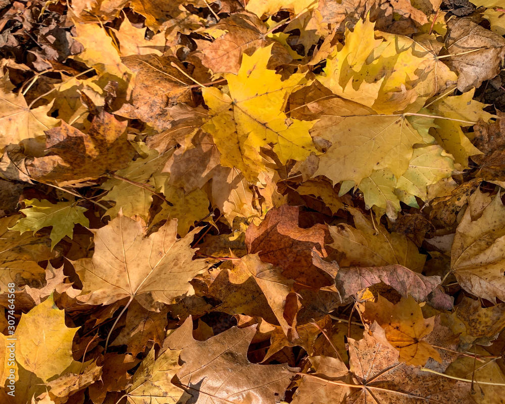 Flat lay dry orange fallen leaves on the ground in the autumn and winter. Background of colored wet autumnal maple leaves in a morning Flat lay dry orange fallen leaves on the ground in the autumn and winter. Background of colored wet autumnal maple leaves in a morning