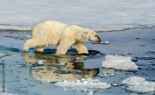 Polar Bear - Svalbard Islands - Norway