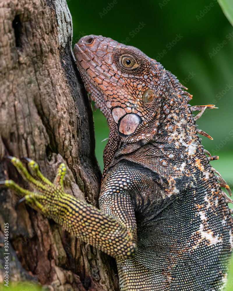 Fototapeta premium Large Iguana on tree in Costa Rica