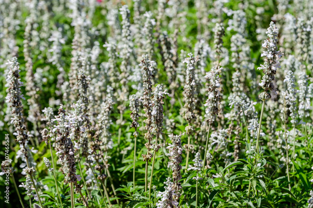 White flowers of Salvia officinalis, commonly known as garden sage