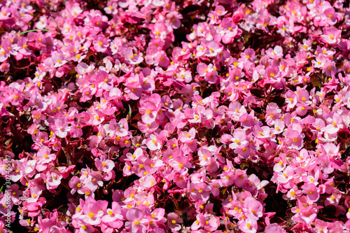 Top view of many pink begonia flowers with fresh in a garden in a sunny summer day, perennial flowering plants in the family Begoniaceae, vivid floral background in direct sunlight