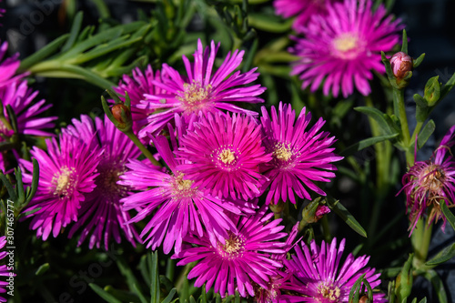 Group of pink magenta flowers of Delosperma cooperi or Mesembryanthemum cooperi  commonky known as Trailing or Hardy Iceplant  or Pink Carpet  in a garden in a sunny summer day