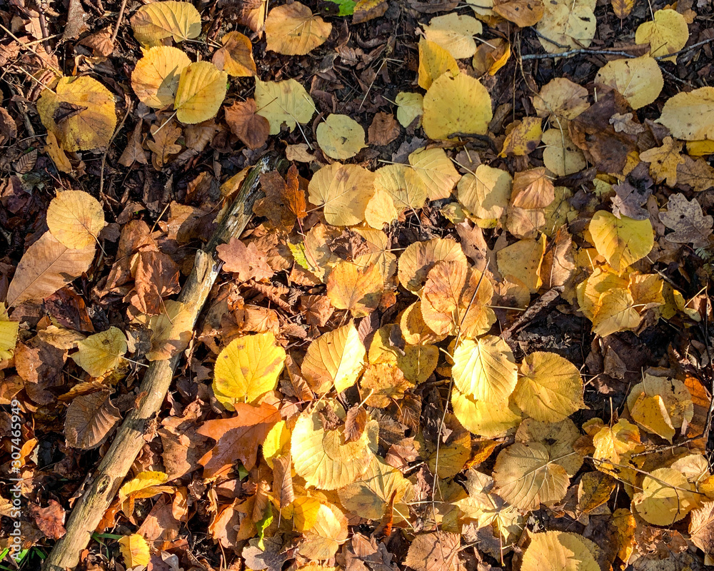 Flat lay dry orange fallen leaves on the ground in the autumn and winter. Background of colored wet autumnal maple leaves in a morning Flat lay dry orange fallen leaves on the ground in the autumn and winter. Background of colored wet autumnal maple leaves in a morning