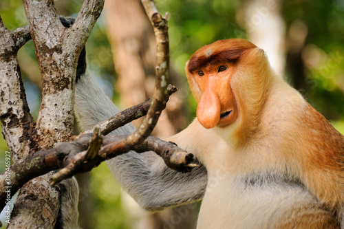 Foto Male Proboscis Monkey