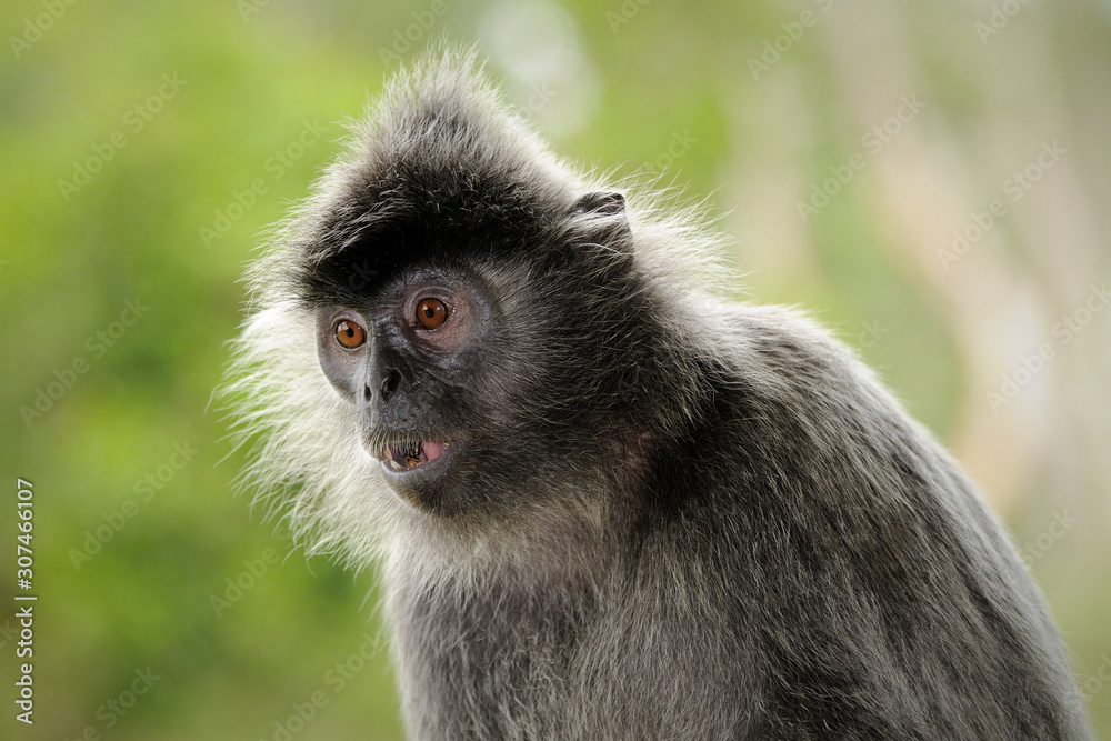 Silver Leaf Monkey 