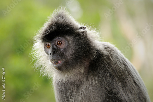 Silver Leaf Monkey  © maciejr23